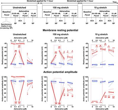 Arrhythmogenic Interaction Between Sympathetic Tone and Mechanical Stretch in Rat Pulmonary Vein Myocardium